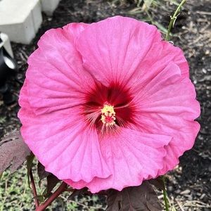 Meet your Posher, Dawn